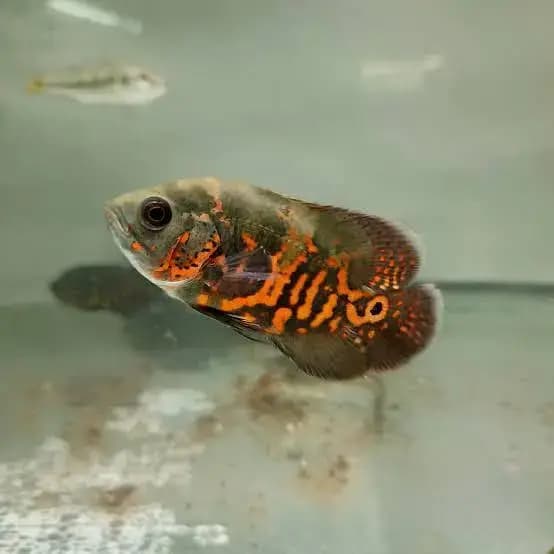 Fish incubator Aquarium for sale