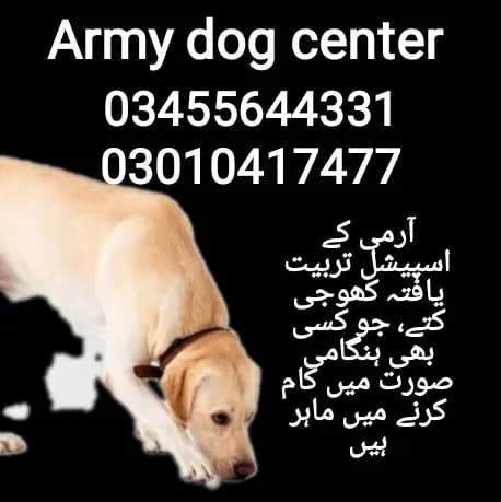 army dog center (03455644331)