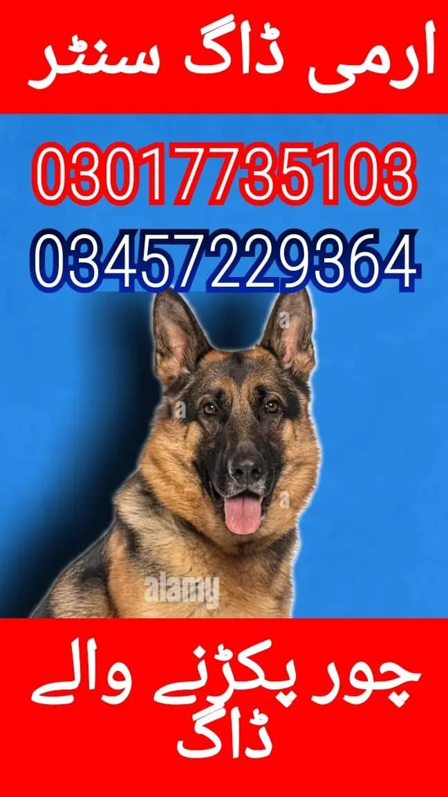 Army dog center 03017735103